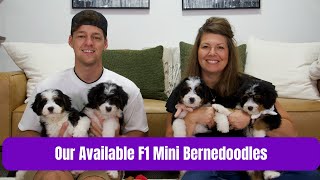 Our Available F1 Mini Bernedoodles | Marsha and Jane's Litters