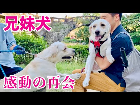 [Brother and Sister Dogs🐶] Mimi finally has an emotional reunion with her big brother🤣 Labrador M...