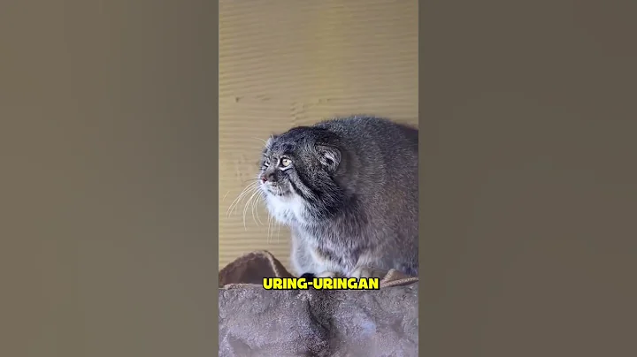 Video 11565721: manul, small wild cat, cat animals wildlife, cat animals facts
