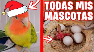 TODAS MIS MASCOTAS: ESPECIAL NAVIDAD 2022