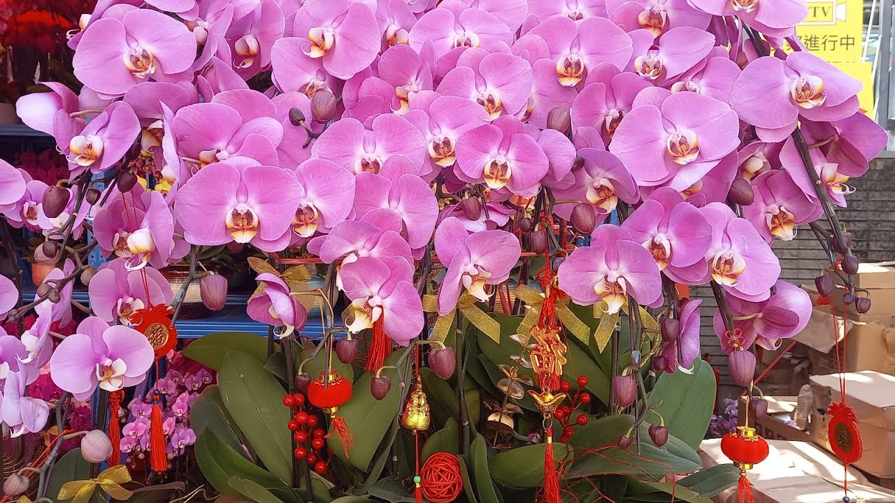 Lucky flowers and plants for Chinese New Year YouTube