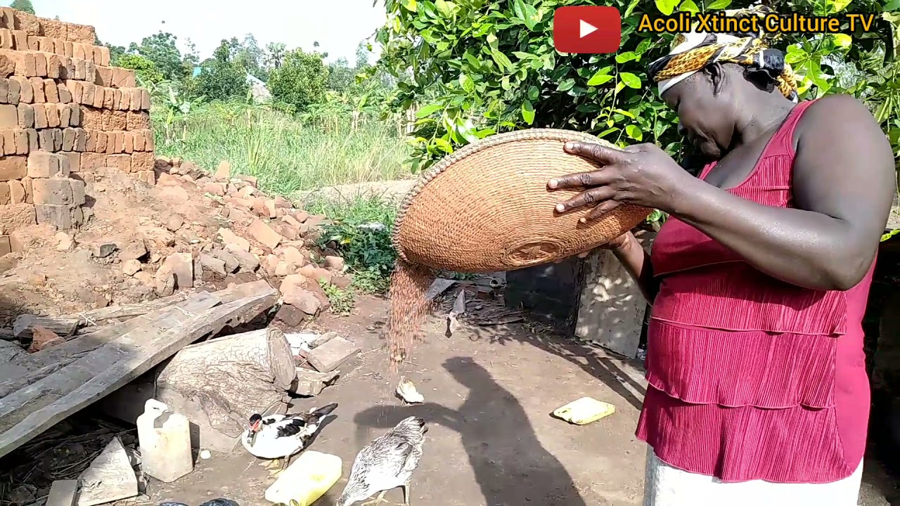 HOW TO PREPARE MILLET GRAINS YouTube