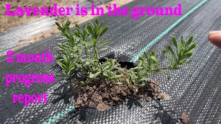 Lavender farm update by Ozarks Homestead and Farm 105 views 1 year ago 17 minutes