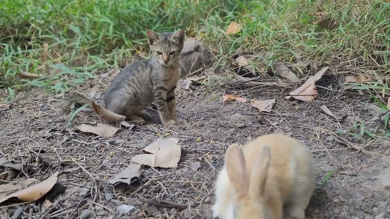 Peaceful Feeding Moments with Tiny Rabbits and Cats | Paw & Hoof Life |  4K60FPS