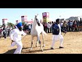 marwari horse Stallion रिंग शो   स्टड ग्लोरी शो पालनपुर2019