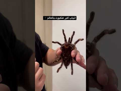 أكبر عنكبوت بالعالم