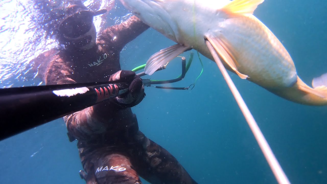 Shipwreck Spearfishing and Massive Freshwater Drum!