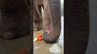 Netizens, Please Drink Apple Juice And Elephants Trample On Fruit. Its A Rare Sight.