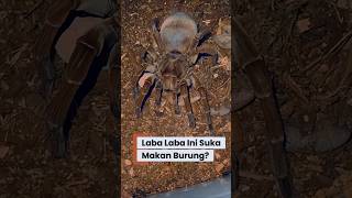 Ini Laba-Laba Paling Gede Sedunia! 🕷️Laba Laba Goliath PEMAKAN BURUNG? #factualguy