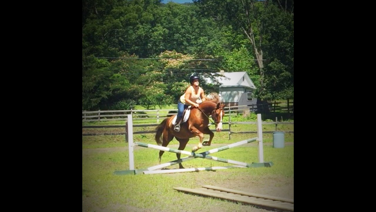 Cody American Saddlebred learns to jump YouTube