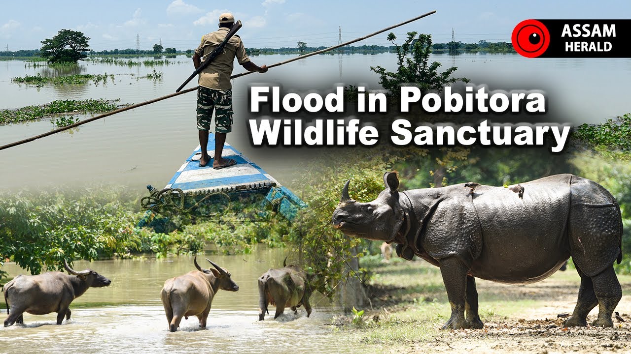 Flood in Pobitora Wildlife Sanctuary | Assam Flood