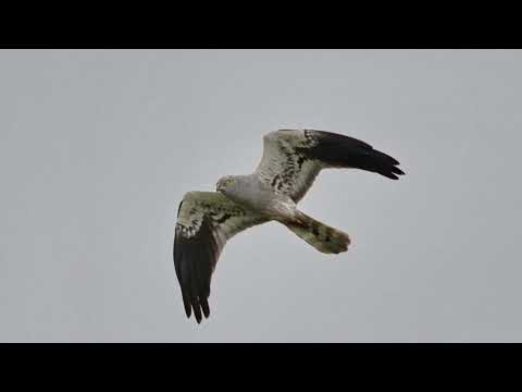 Montagu’s harrier call