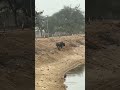 Black Power #animals 💪.