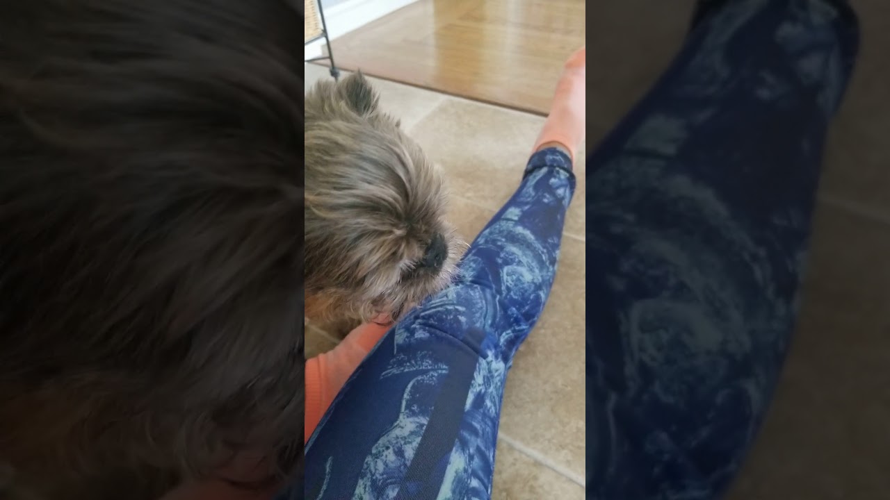 Brussel griffon detached retina saga