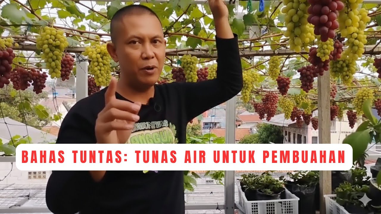 Pembuahan Anggur Dengan Tunas Air