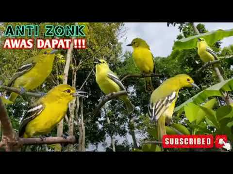 Suara pikat sirtu 2025 paling ampuh anti zonk sirtu ribut