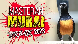 MASTERAN MURAI BATU TERBAIK 2023 MATERI LENGKAP AUDIO JERNIH | SHAMA BIRD INDONESIA