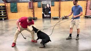 #Doberman #Sparring Urvi 1y Confidence Building One Bite At A Time Family Security Protection Dog