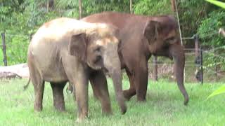 Widya And Christina The Sumatran Elephants At Australia Zoo