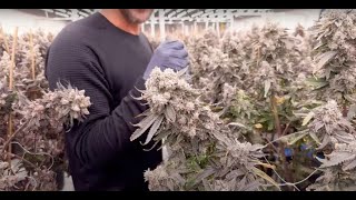 Mastering Large Cannabis Flower Trimming: Automated Machine Techniques for Perfect Results