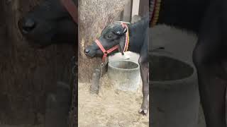 Salama#darifarm#murraha#murrabuffalo#murrahabull#ytstudio#ytshorts#yt