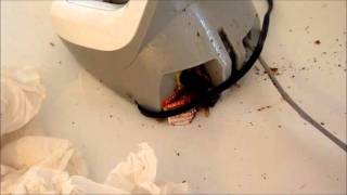 Infestation Coquerelles Blattes Comment Les Detecter Et Exterminer