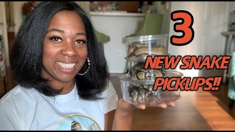 3 NEW SNAKE LOCAL PICKUPS!! | DREAM SNAKE UNBOXING | BALL PYTHON BREEDER | PRECIOUS PYTHONS