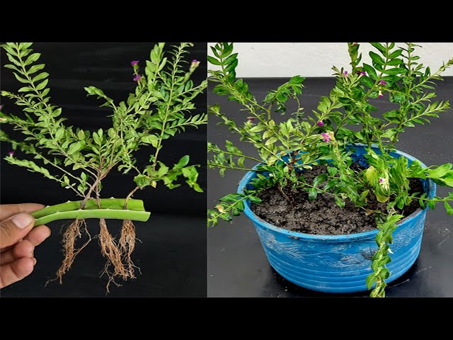 How to grow Cuphea Hyssopifolia / Mexican Heather plant from cutting -  YouTube