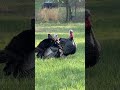 Wild turkeys by our house