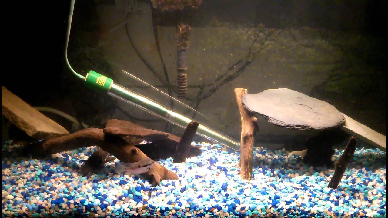 Baby Tiger Shovelnose Catfish White Lobster YouTube baby-tiger-shovelnose-catfish-white-lobster-youtube
