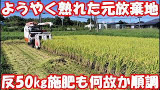 雨予報が続く前に稲刈り最終戦。何故か日照りも通常施肥も乗り越えた元耕作放棄地田。#稲刈り #夏の笑み ２０２６ 米作り４４ 稲刈り令和８年２日目 やっちゃん三兄弟で籾摺り 稲刈りだぞ