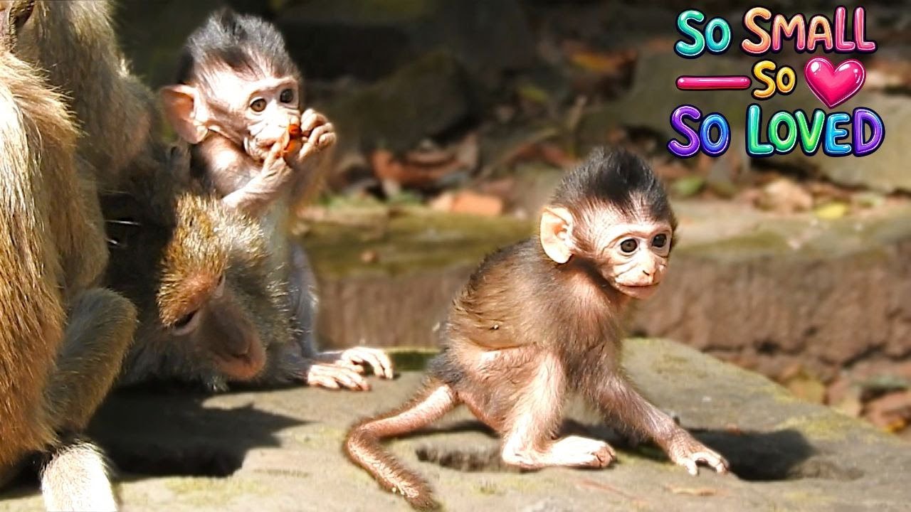 A Warm Family Day 💞 Newborn Baby Monkey Bonding and Tiny Playful Moves