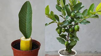 Discover The Secret To Growing Guava By Cuttings With Bananas
