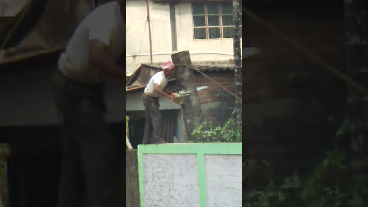 Cut trees with a chainsaw