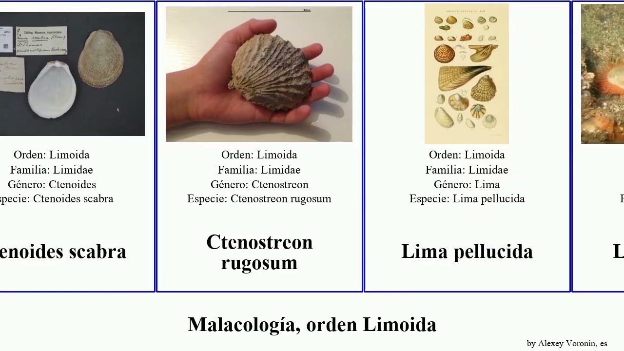 Malacología, orden Limoida pan josh ales mollusca pellucida scabra Ctenoides Limaria House hians