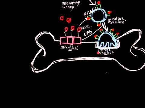 Glucocorticosteroid hormone