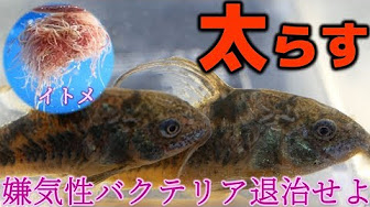 コリドラスの探究 Youtube