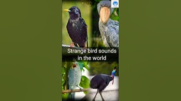 Strange bird sounds in the world 😲😲 | 🌟🌟 Animals action moment 0081 🌟🌟 #birds #animals #bird