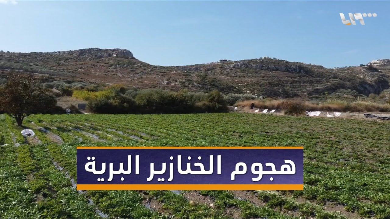 خنازير برية تتسبب بخسائر زراعية كبيرة في بلدة بداما غربي إدلب