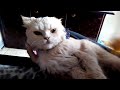 Cat grooming / calm and relaxing cat