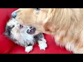【多頭飼いのリアル】犬とネコは混ぜるな危険！