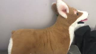 Corgi Dog 20 Inch Realistic Lifelike Louie Welsh Corgi Dog Plush Stuffed Animal Pet Dog Huggle