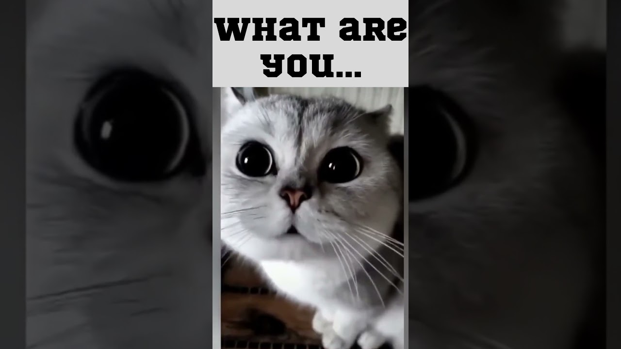 What are you... funny cat. cat talking 
