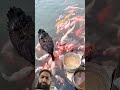 Badak ke Hushar kaam 😮 #funny #viral #youtubeshorts #wildlife #shortvideo #facts #animals #badak #yt