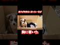 【感動】まだ飼うかわからない子犬に言った息子の一言が泣ける#shorts #こてもみ日記