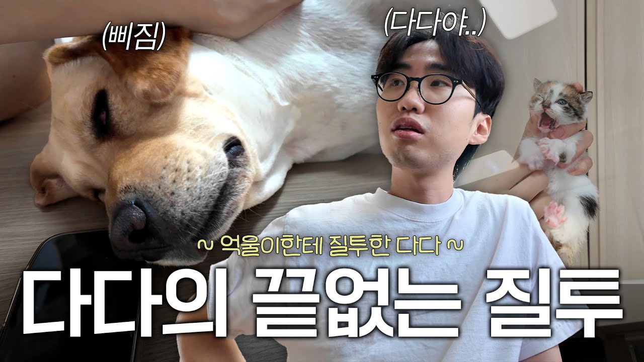 아기고양이에게 질투 느끼는 이다다