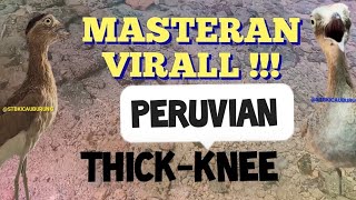 MASTERAN VIRALL2025 !!!! SUARA BURUNG PERUVIAN THICK-KNEE @STBKICAUBURUNG