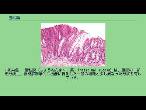 腸粘膜