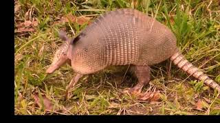 ARMADILLO AND SOUNDS for Kids Video Compilation   Learn Animal Names of 15 languages for Children