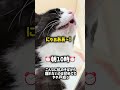 ねこまるは結局どこで産んだでしょうか…🎀#cat #出産 #猫 #catlovers #国際結婚